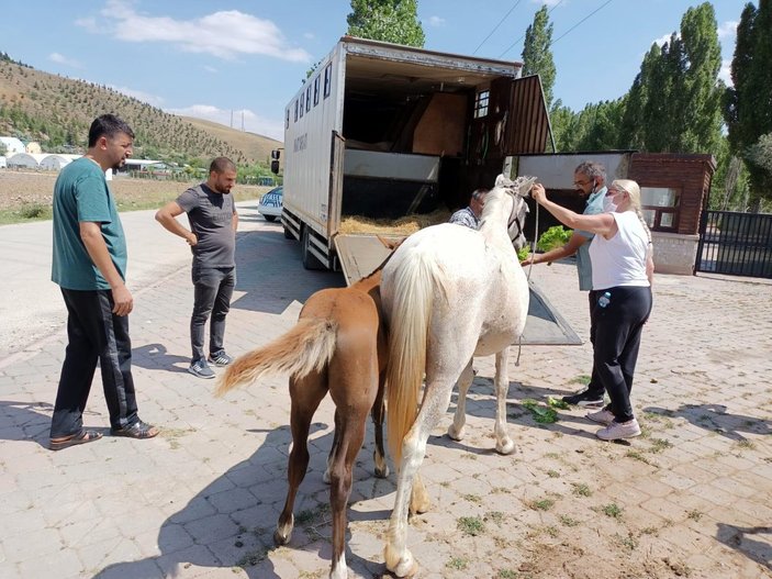 Ankara’da sahipsiz atları uygunsuz şartlarda alıkoyan şahsa ceza