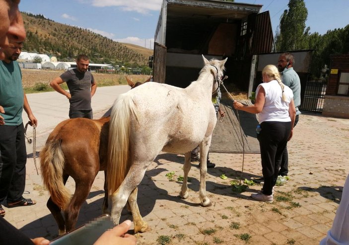 Ankara’da sahipsiz atları uygunsuz şartlarda alıkoyan şahsa ceza