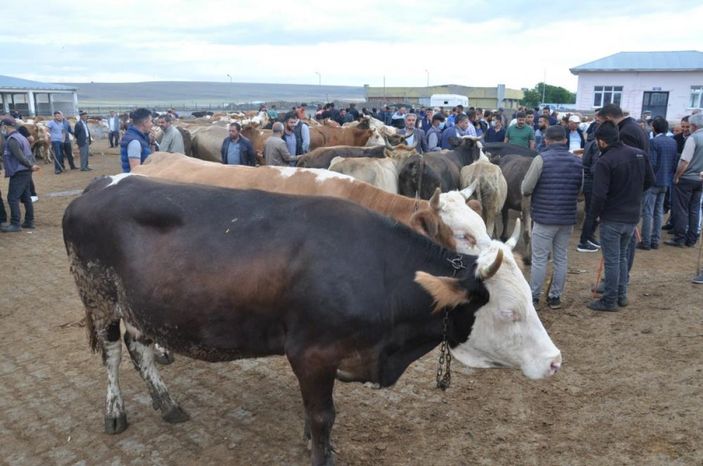 Kars'ta kurbanlıklar satıcıların elinde kaldı