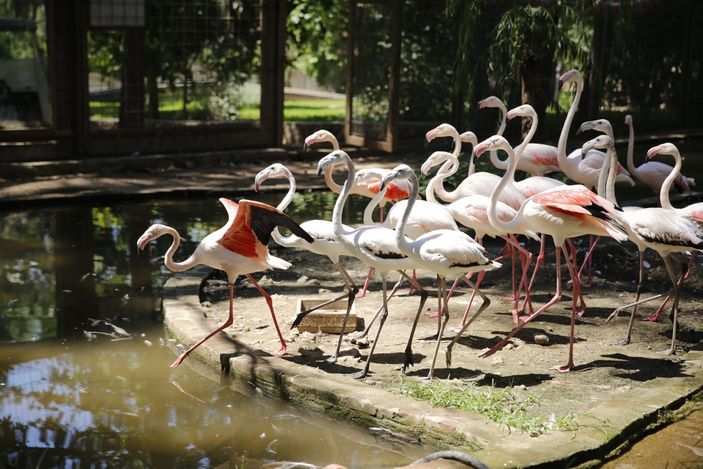 i Antalya'da kaçak satılan 21 flamingo yakalandı