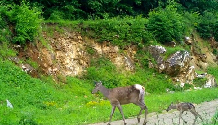 Bursa’da kızıl geyikler fotokapana yakalandı