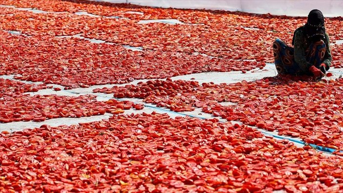 Ege ovasında kurutulmuş domates zamanı