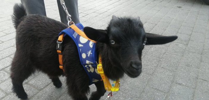 İstanbul'da sahiplendiği cüce keçiye bebek bezi giydirip gezdiriyor