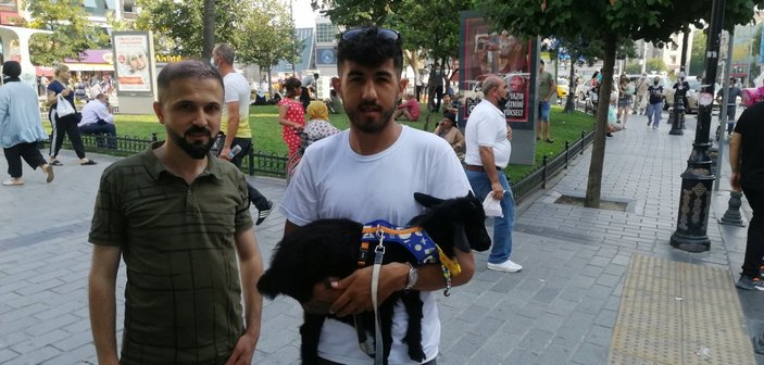 İstanbul'da sahiplendiği cüce keçiye bebek bezi giydirip gezdiriyor