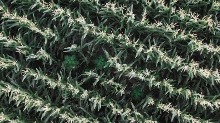 i Manisa'da 50 kök kenevir ele geçirildi