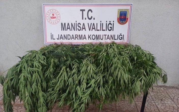 i Manisa'da 50 kök kenevir ele geçirildi