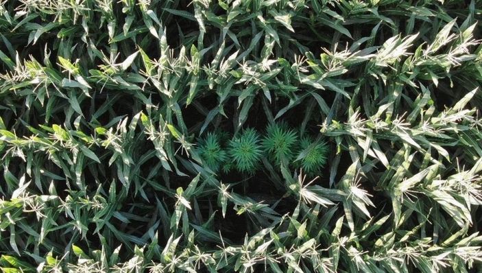 i Manisa'da 50 kök kenevir ele geçirildi