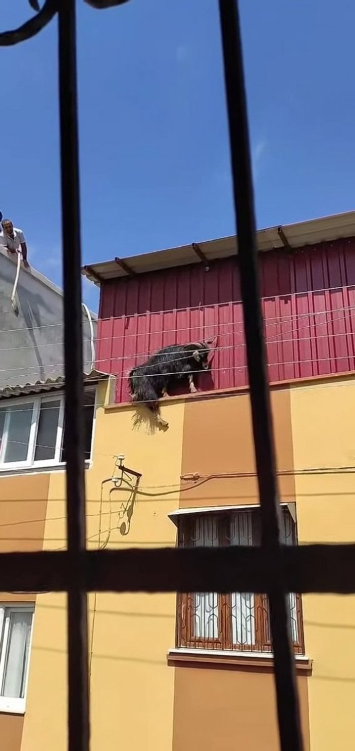 Adana'daki kurbanlık keçi, çatıdan atladı