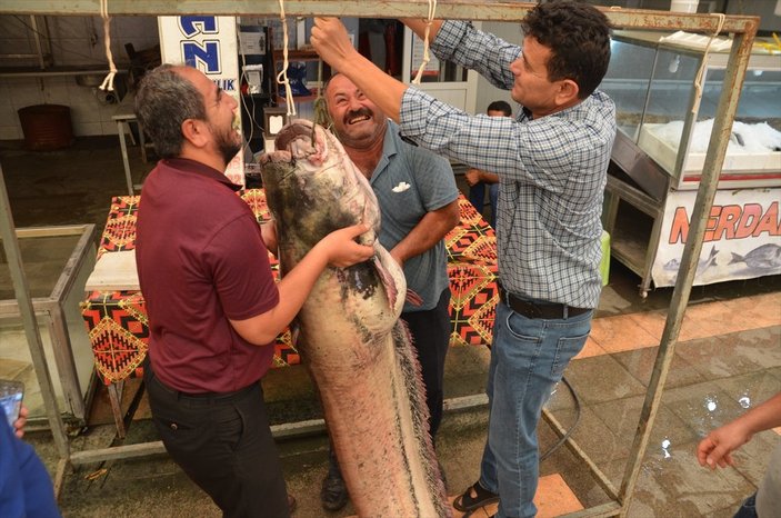 Kahramanmaraş'ta 130 kiloluk yayın balığı yakalandı