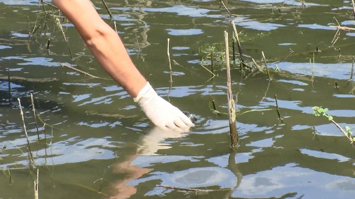 Alibeyköy Barajı'nda balık ölümleri sonrası yetkililer sudan numune aldı