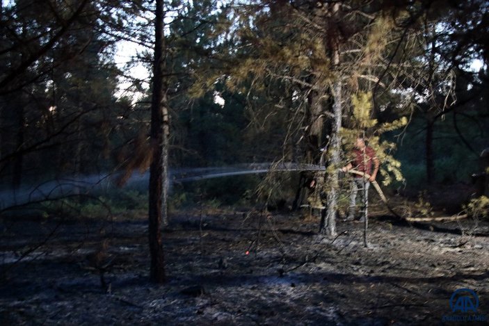 Uşak'ta meydana gelen orman yangını 5 dönümlük alanı kül etti