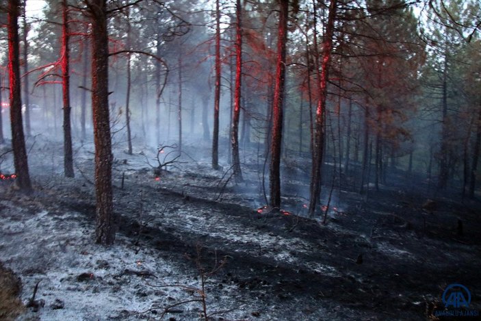 Uşak'ta meydana gelen orman yangını 5 dönümlük alanı kül etti