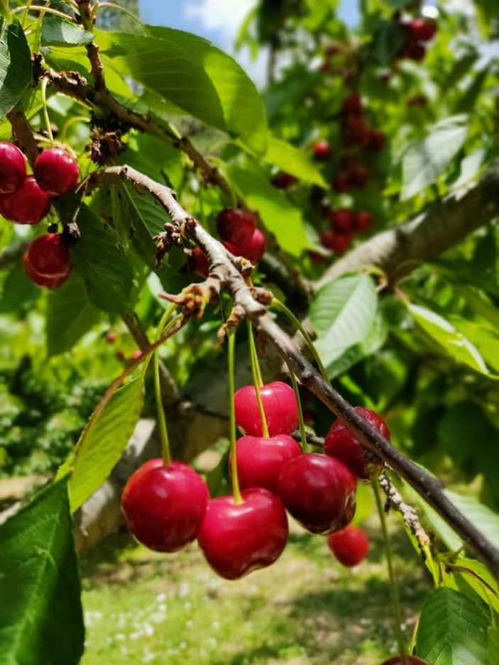 i Kiraz üretimi yüz güldürdü