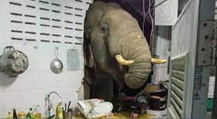 Tayland’da karnı acıkan fil, bir ay önce girdiği evin mutfağına daldı