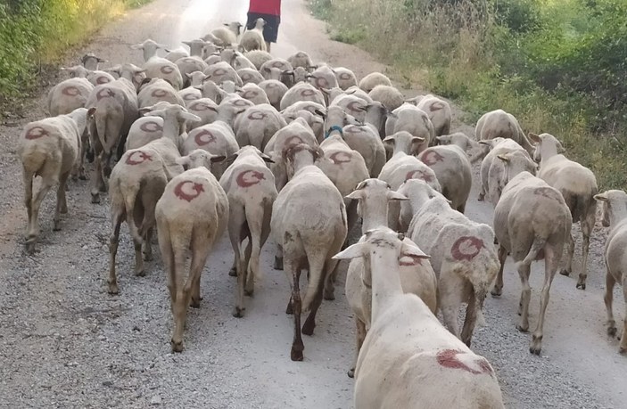 Sinop'ta ay yıldızlı koyun sürüsü