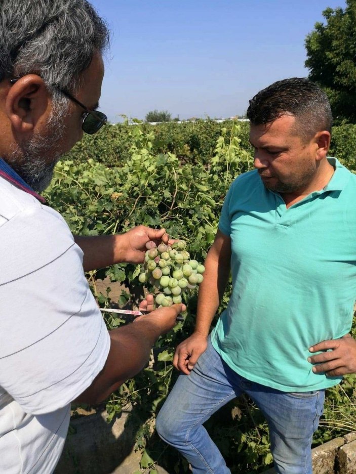 Manisa'da üzüm bağları fırtınadan etkilendi