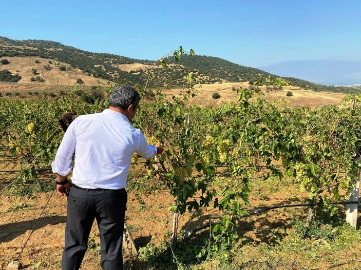 Manisa'da üzüm bağları fırtınadan etkilendi