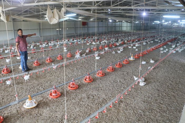 i, Malatya'da elektrik kesintileri, 35 bin tavuğu telef etti