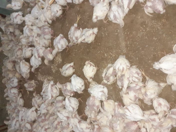 i, Malatya'da elektrik kesintileri, 35 bin tavuğu telef etti