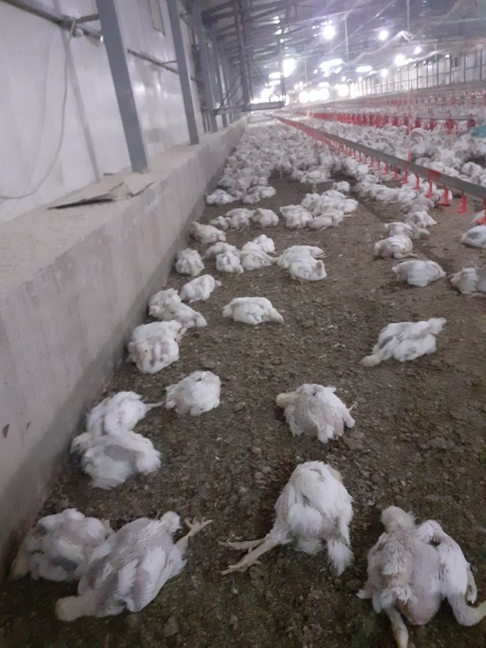 i, Malatya'da elektrik kesintileri, 35 bin tavuğu telef etti