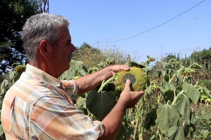 Edirne'de sıcak hava, tarımı da olumsuz etkiliyor