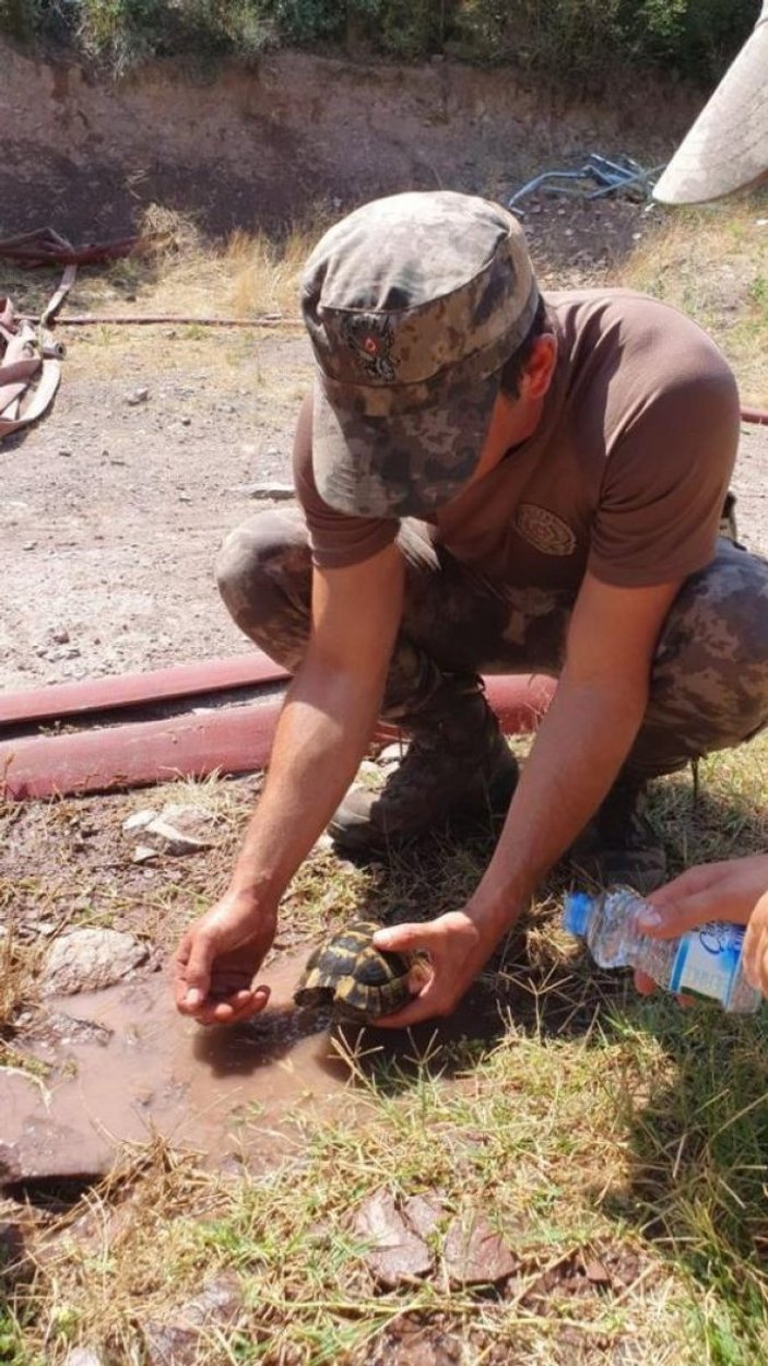 Kocaeli'de özel harekat polisi, kaplumbağayı yanmaktan kurtardı