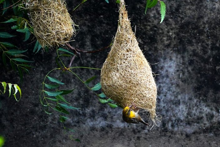 Hindistan'da Dokumacı kuşların yuva sanatı