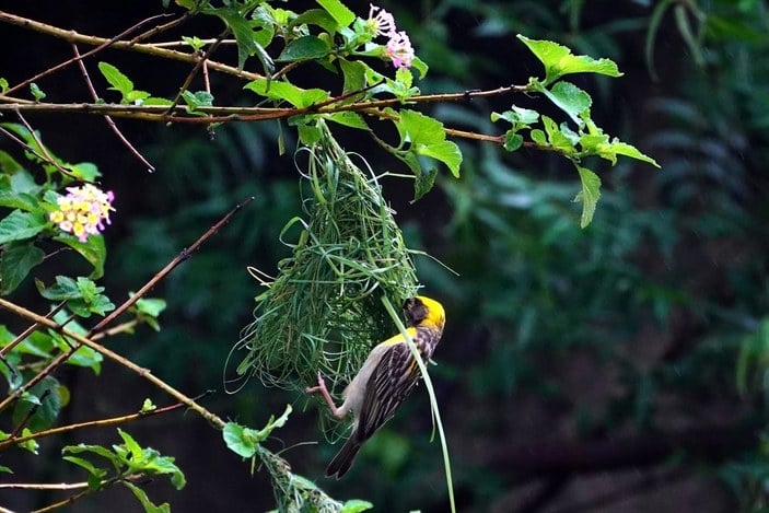 Hindistan'da Dokumacı kuşların yuva sanatı