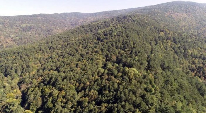 İstanbul genelinde ormanlara giriş yasaklandı
