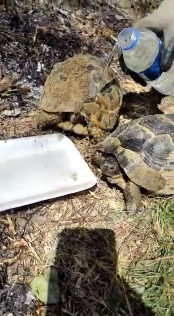 Osmaniye’de yangın bölgesinde kaplumbağalar suyla serinletildi