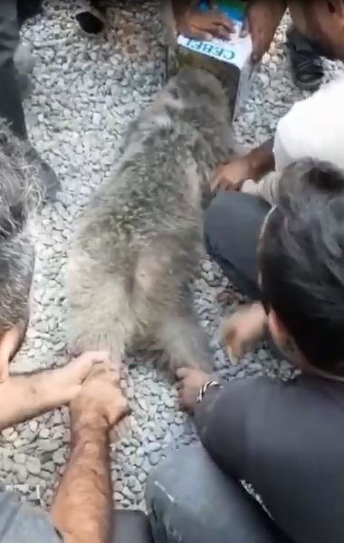 i Hakkari’de başı teneke kutuya sıkışan ayıyı vatandaşlar kurtardı