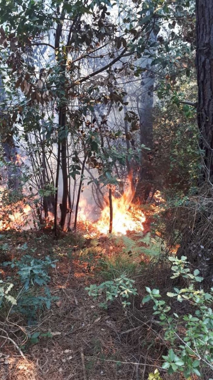 Beykoz'da orman yangını