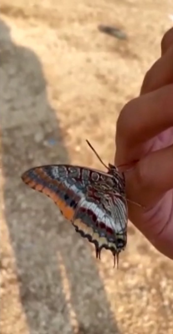 Antalya'da yangından kaçan kelebek, görevlinin elinden su içti