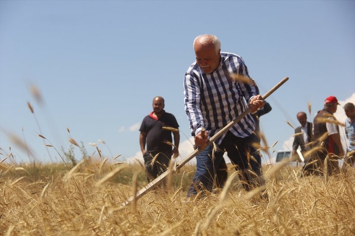 Sivas'ta metruk evde bulunan bir avuç ata tohumu buğdayın 500 dönüm hasadı yapıldı