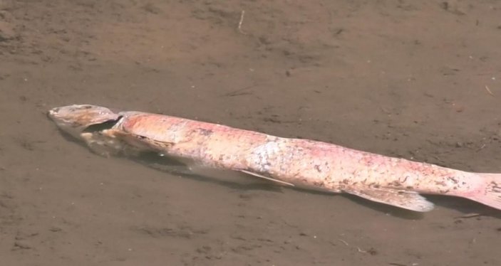 Kars Çayı'nda balık ölümleri yaşanmaya başladı