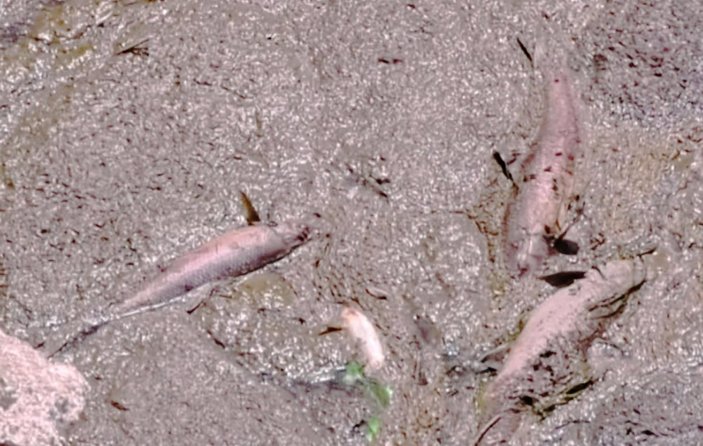 Kars Çayı'nda balık ölümleri yaşanmaya başladı