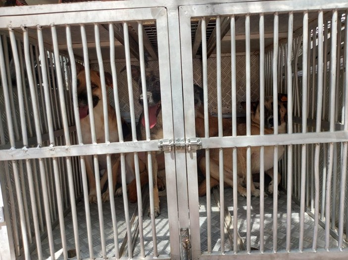 Ankara'da bahçesinde 10 köpek ölüsü bulundu