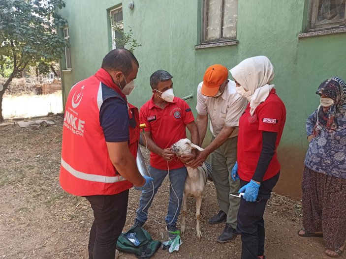 Yangından etkilenen keçilere UMKE ekipleri müdahale etti