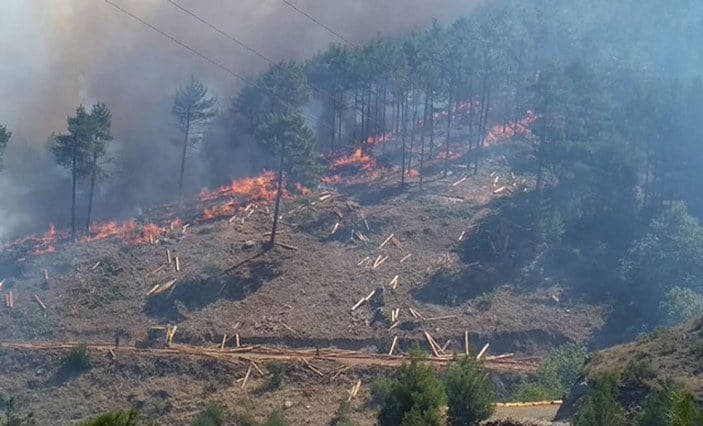 Orman yangınlarıyla tahrip olan bölgeler, 3 yöntemle ağaçlandırılacak