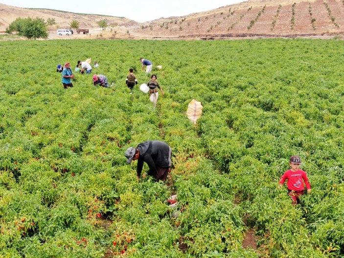 Gaziantep'te 'acıların hasadı' başladı