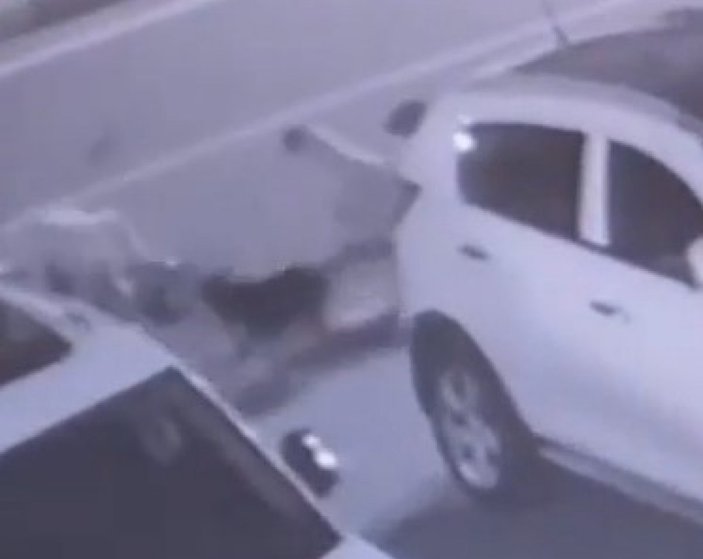 Rize’de sokak köpeklerinin saldırdığı kadın ölümden döndü