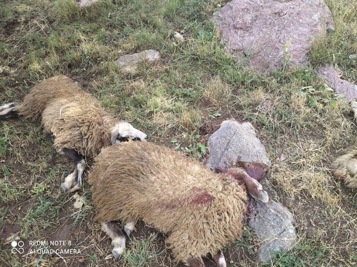 Yüksekova'da yıldırım isabet eden 30 koyun öldü