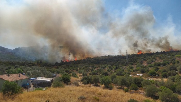 İzmir Urla'da orman yangını