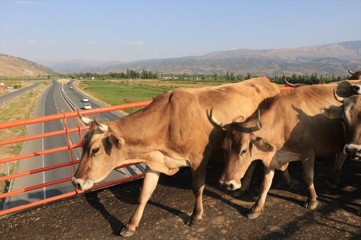 a Erzincan'da Ekolojik Üst Geçit, güvenli geçiş rotası oldu