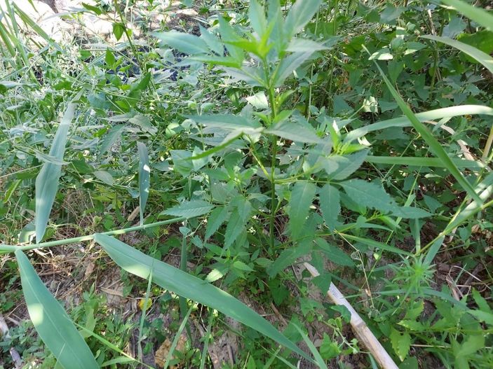 Manisa'da dere yatağındaki sazlık alanda bin 624 kök kenevir ele geçirildi