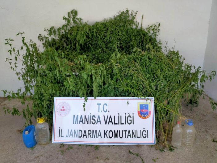 Manisa'da dere yatağındaki sazlık alanda bin 624 kök kenevir ele geçirildi