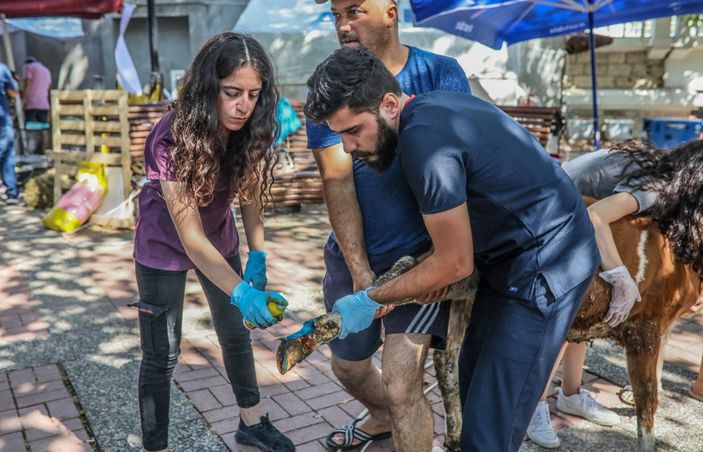 Manavgat'ta yangından etkilenen hayvanlar için sahra hastanesi kuruldu