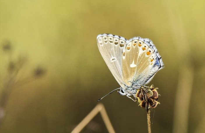 Van Gölü havzası, 230 kelebek türünü ağırlıyor