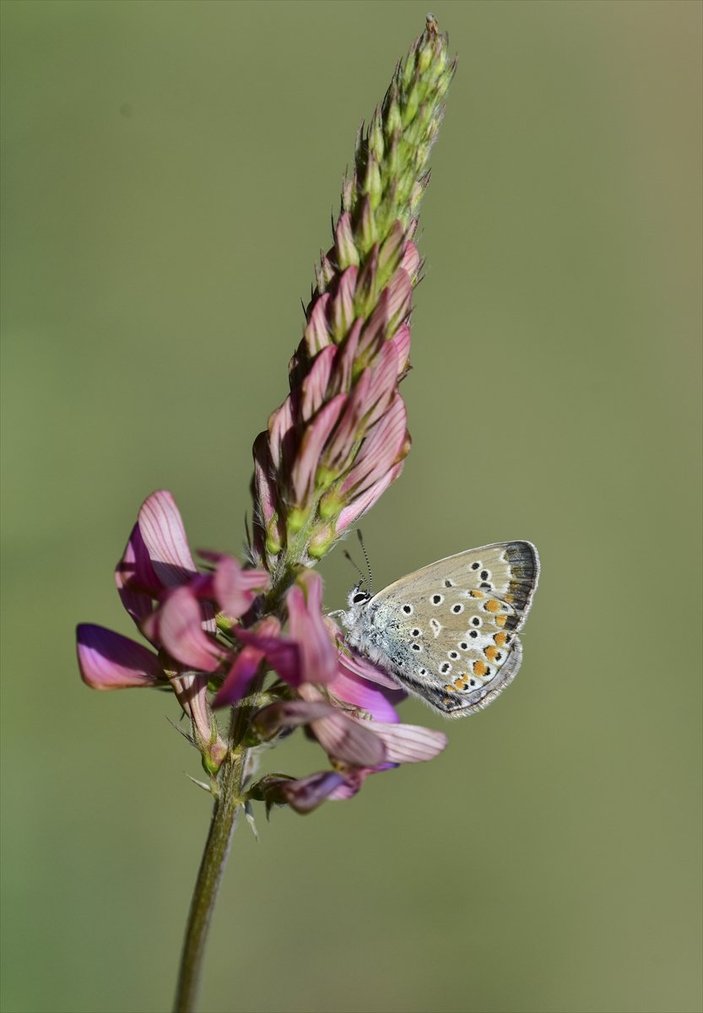 Van Gölü havzası, 230 kelebek türünü ağırlıyor