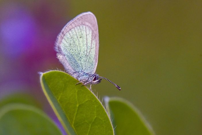 a Van Gölü havzası, 230 kelebek türünü ağırlıyor